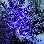 Zdrowo Przez Sad Brzezinki (Grojec)