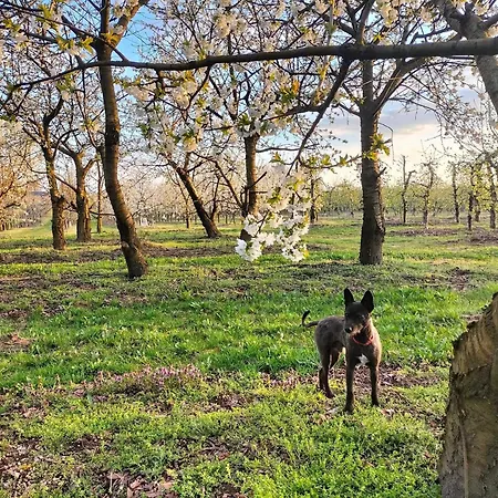 Zdrowo Przez Sad Apartment