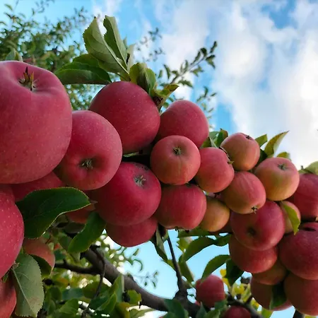 아파트 Zdrowo Przez Sad Brzezinki (Grojec)